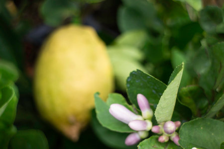 Relaxing view of natural greenery of tropical foliage plantの写真素材