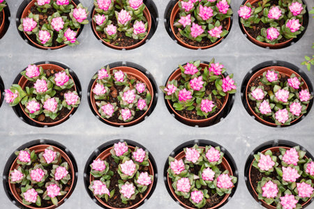 Variety plant decorate in landscaped garden,thailandの写真素材