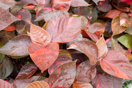 Variety plant decorate in landscaped garden, thailandの写真素材