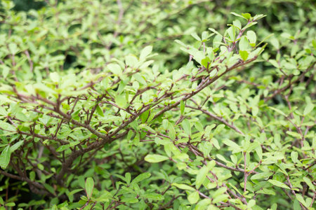 Variety plant decorate in landscaped garden,thailand, stock photo