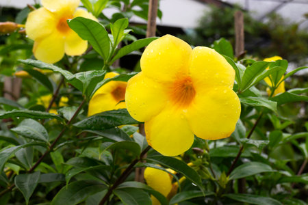 Variety plant decorate in landscaped garden,thailand, stock photo