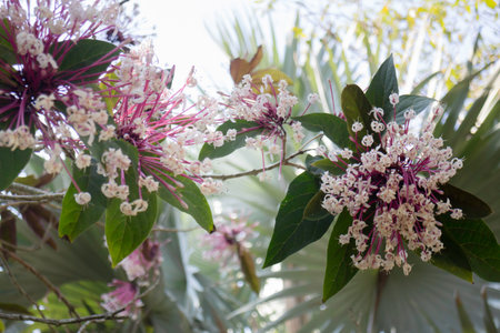 Natural flower landscaping in home garden, stock photo