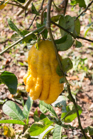 Natural flower landscaping in home garden, stock photoの写真素材