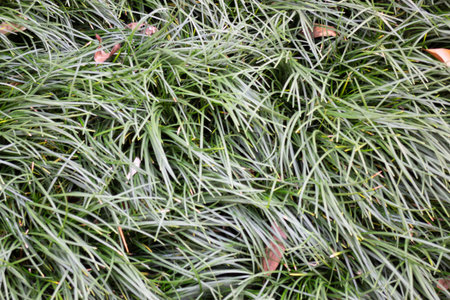 Natural flower landscaping in home garden, stock photoの写真素材