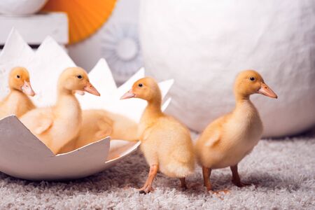 Beautiful little yellow ducklings with a large shellの写真素材