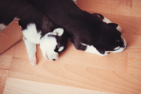two puppies Siberian Husky. Litter dogs sleeping on the floor of the house. Little puppies.の写真素材