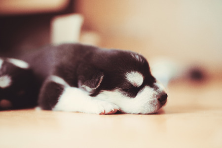 very beautiful little puppy Siberian husky sleeping on the floorの写真素材