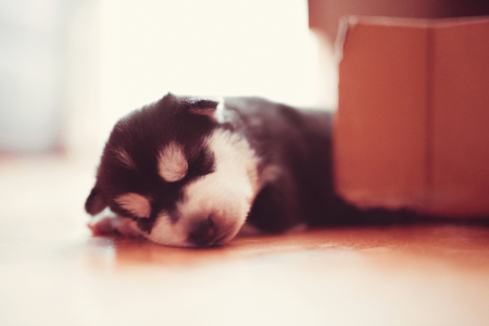 very beautiful little puppy Siberian husky sleeping on the floorの写真素材