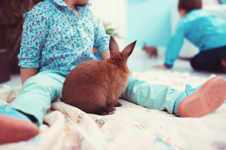 Young children playing with a rabbit in the room. The concept of happiness, joy and family valuesの写真素材