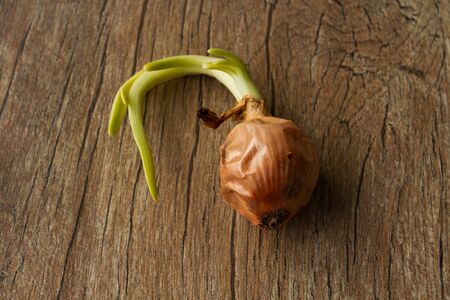 green onion on a gray backgroundの写真素材