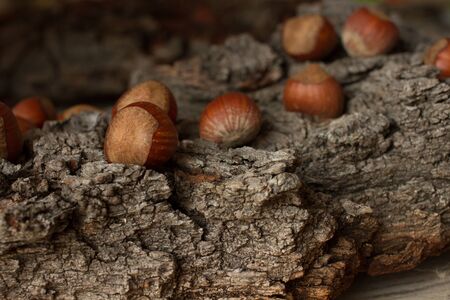 brown mature nuts on a gray background barkの写真素材