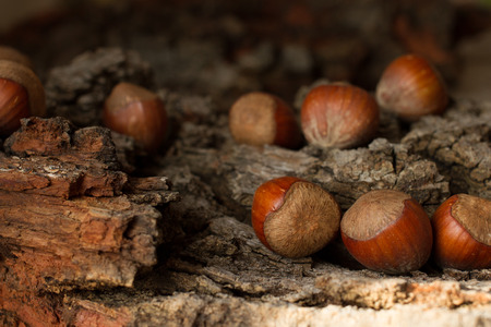 brown mature nuts on a gray background barkの写真素材