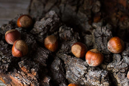 brown mature nuts on a gray background barkの写真素材