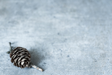 cones on a branch on a gray backgroundの写真素材
