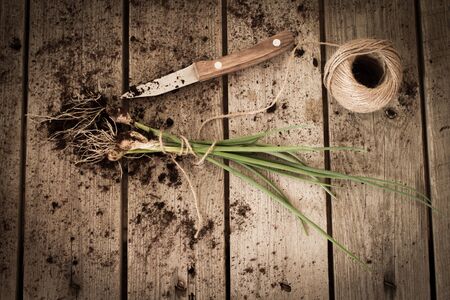 chives tied with a rope to the groundの写真素材