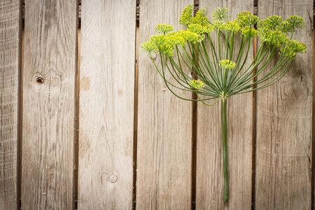 green flowering dill on a wooden table.の写真素材