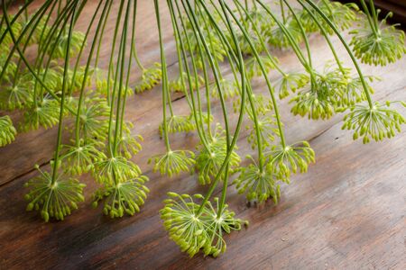 green flowering dill on a wooden table.の写真素材