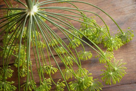 green flowering dill on a wooden table.