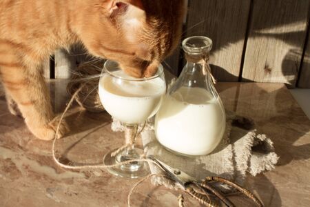 milk for breakfast in the morning. の写真素材