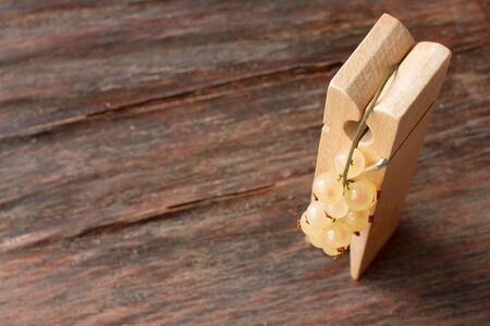 sprig of white currants on a wooden clothespinsの写真素材