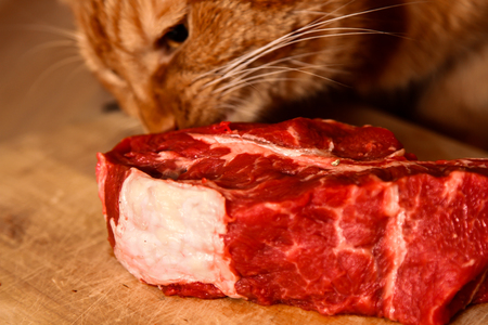 red cat is eating a big piece of raw beef on wooden backgroundの写真素材