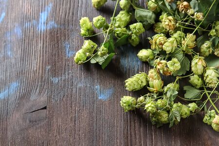 Vintage style. Beer production ingredient. Fresh-picked whole hops close-up.の写真素材