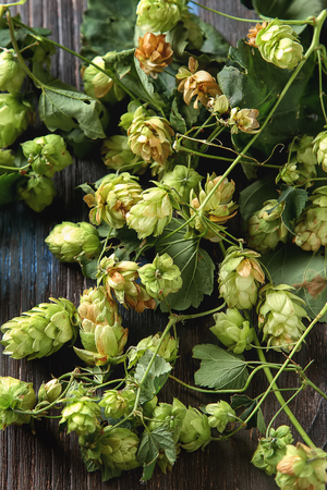 Vintage style. Beer production ingredient. Fresh-picked whole hops close-up.の写真素材