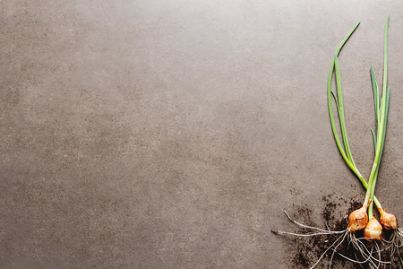 Young green onion with a root. Dark gray background. Summer foodの写真素材