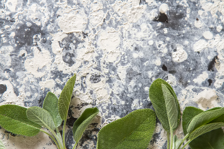 Italian herbs. Sage. Delicious vegetarian food. Dark backgroundの写真素材