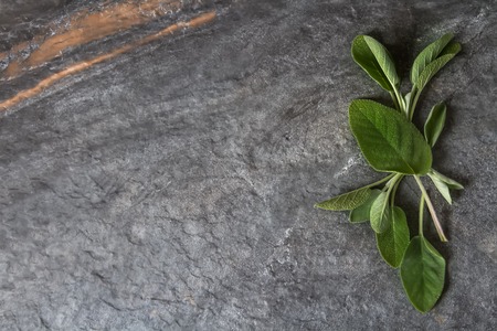 Italian herbs. Sage. Delicious vegetarian food. Dark backgroundの写真素材