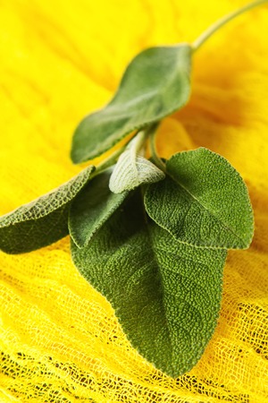 Italian herbs. Sage. Delicious vegetarian food. Dark backgroundの写真素材