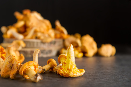 Raw wild chanterelle mushrooms redy for cooking. dark background. Vegetarian foodの写真素材