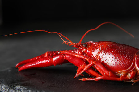 Delicious boiled crayfish close-up. Dark background. Dinner with seafoodの写真素材