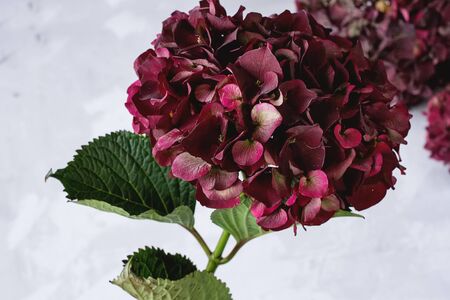 Hydrangea of wine burgundy color. Beautiful flower. White backgroundの写真素材