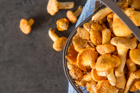 Raw wild chanterelle mushrooms redy for cooking. dark background. Vegetarian foodの写真素材