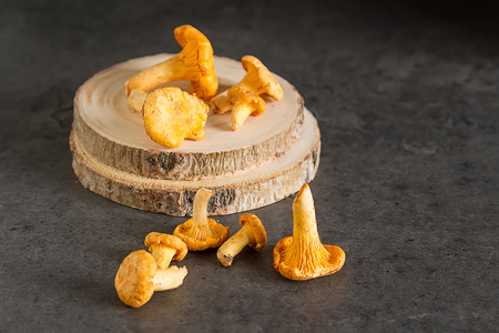 Raw wild chanterelle mushrooms redy for cooking. dark background. Vegetarian foodの写真素材