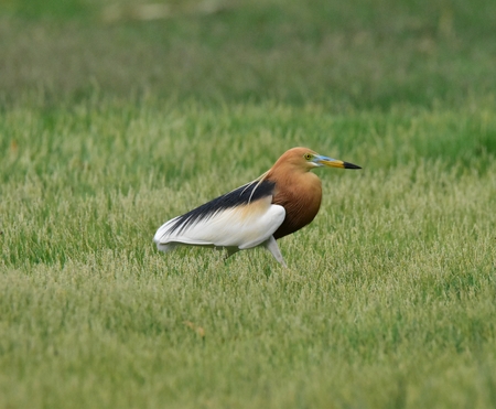 Javan Pond Heronの写真素材