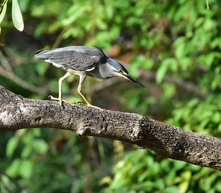 Little Heronの写真素材