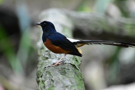 White Rumped Shama
