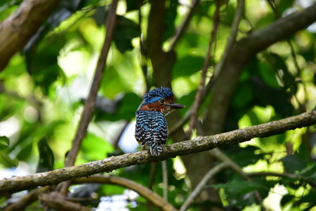 Banded Kingfisherの写真素材
