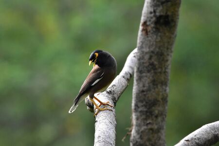 Common Mynaの写真素材