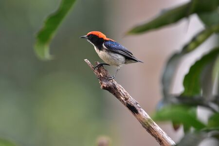 Scarlet backed flowerpeckerの写真素材