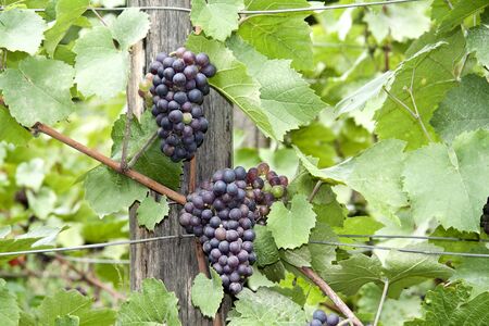 Bunch of red grapes growing on vine, green leavesの写真素材
