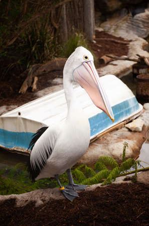 A close up portrait of a great white pelican taken in a zooの写真素材
