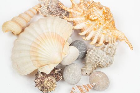 sea shells isolated on white