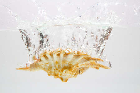 sea shell in water splashの写真素材