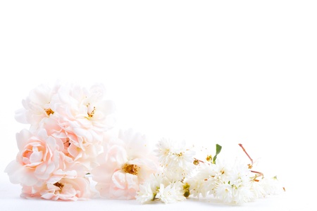 romantic background with rose, isolated on whiteの写真素材