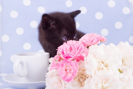 Cute black kitten blue backround with  flowerの写真素材