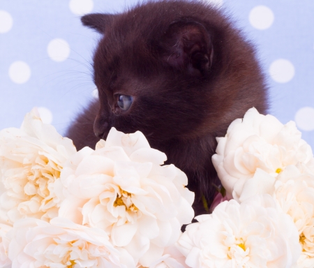 Cute black kitten blue backround with  flowerの写真素材