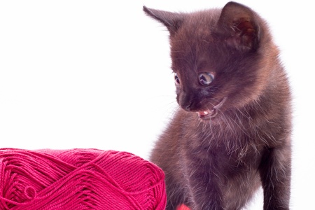 beautiful little kitten with red clew, on white background , isolatedの写真素材